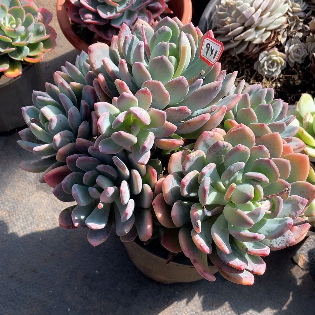 941灰姑娘一物一拍多肉