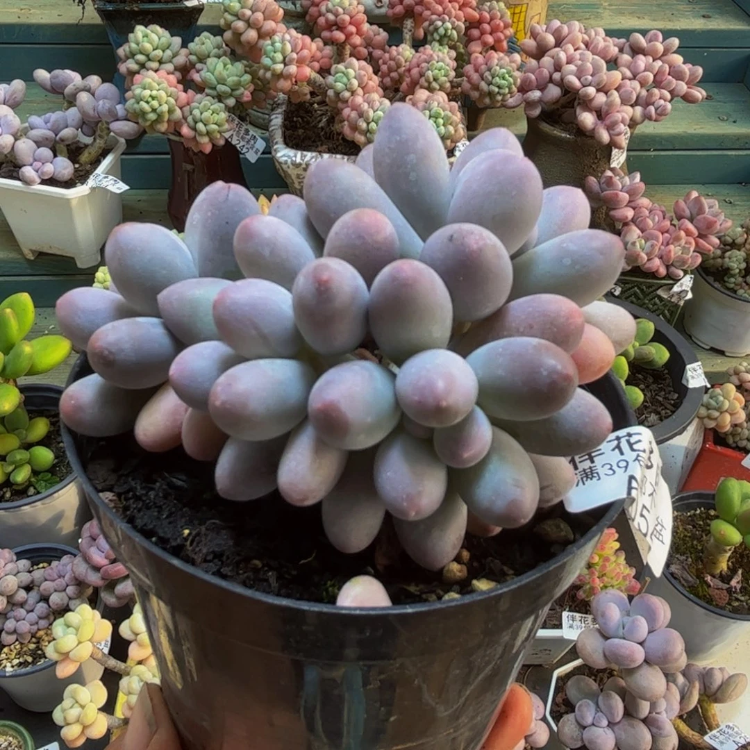 054汤圆奶酪8cm多肉