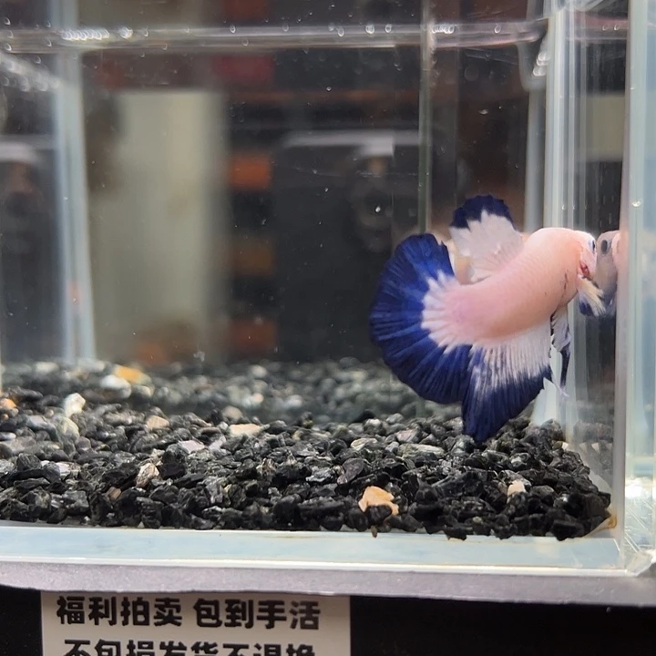 斗鱼竞拍跑单拉黑26日42