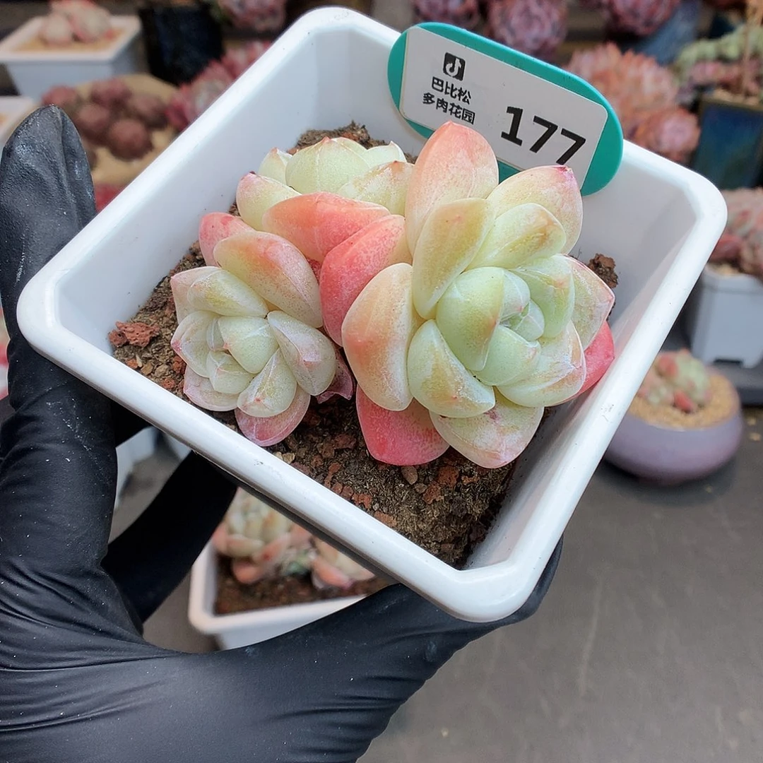 177 粉肥肥冰玉多肉
