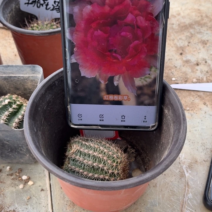 红卷卷无根侧牙福利