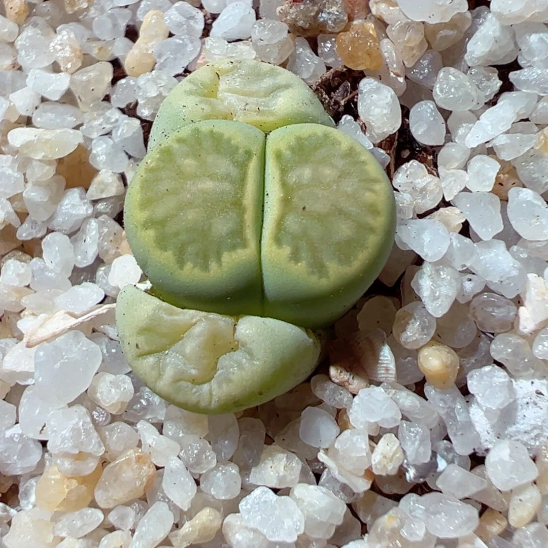 221-724多肉绿菊全窗