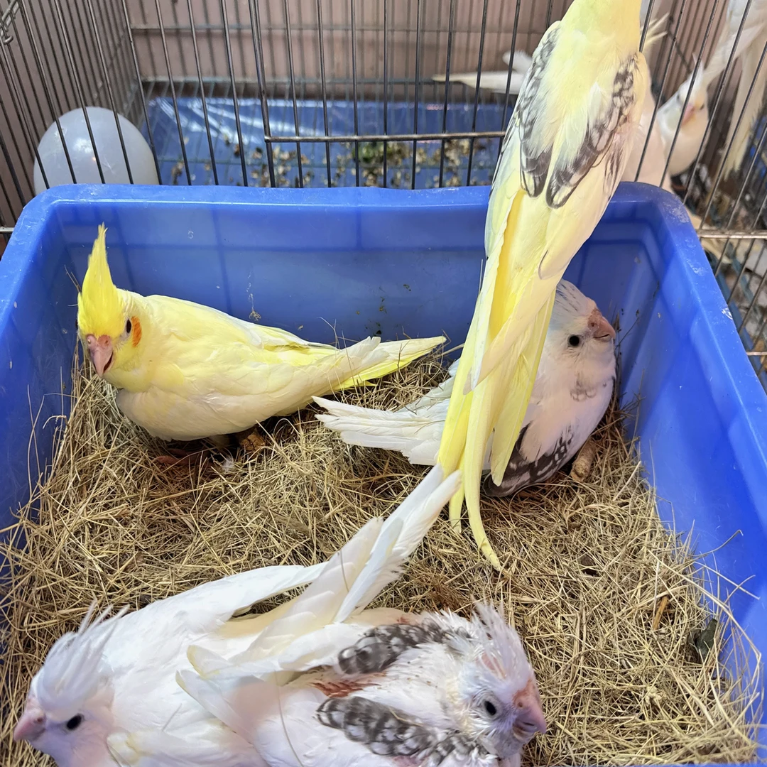 特色玄凤百趴派特金百白百黄百红百玄凤鹦鹉手养唱歌吹口哨