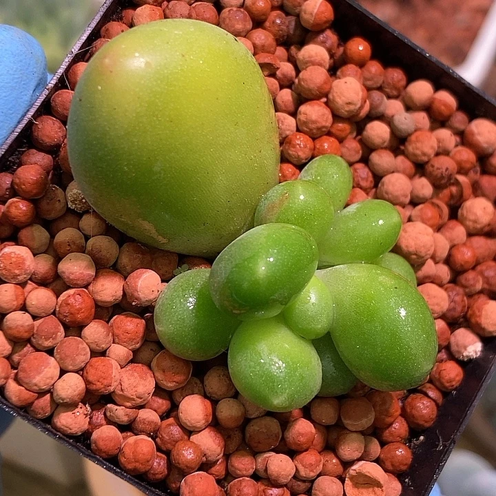 潘朵拉多肉植物多肉