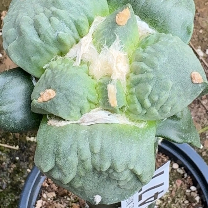 @***@无花朵大尤怒涛477