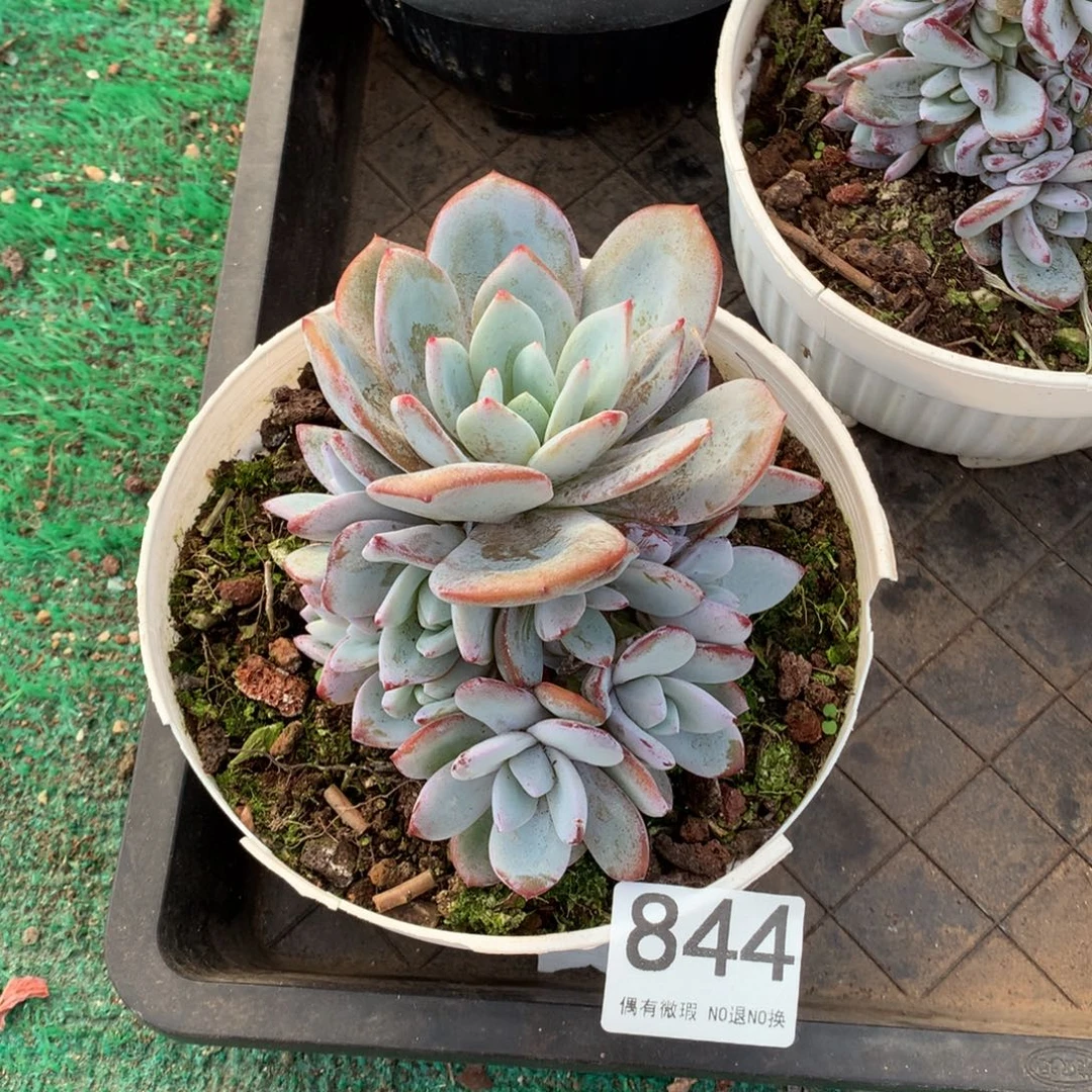 844奶茶多肉植物！！！！