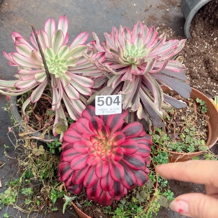 504多肉植物3个一组