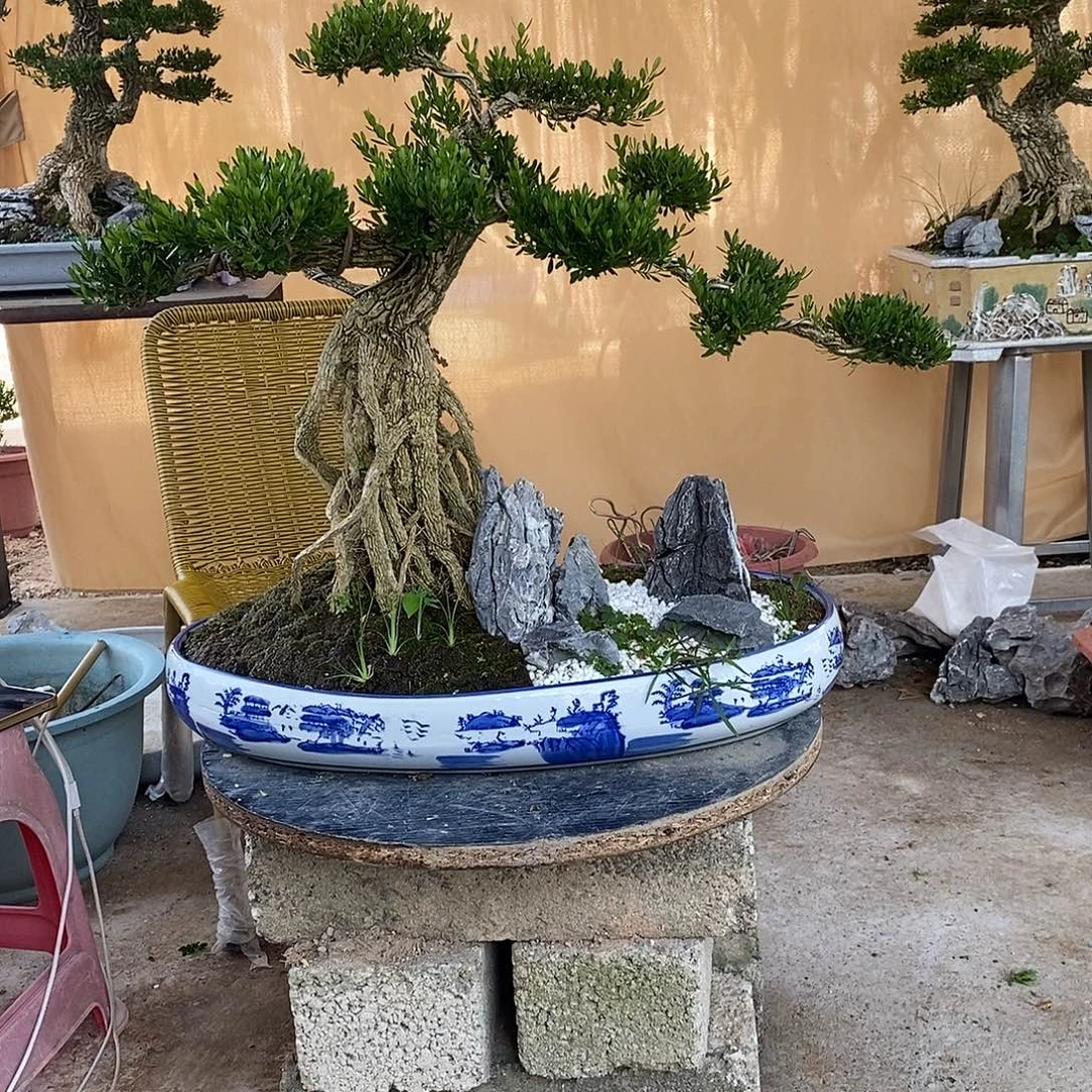 当前无花朵，栽培后可花朵