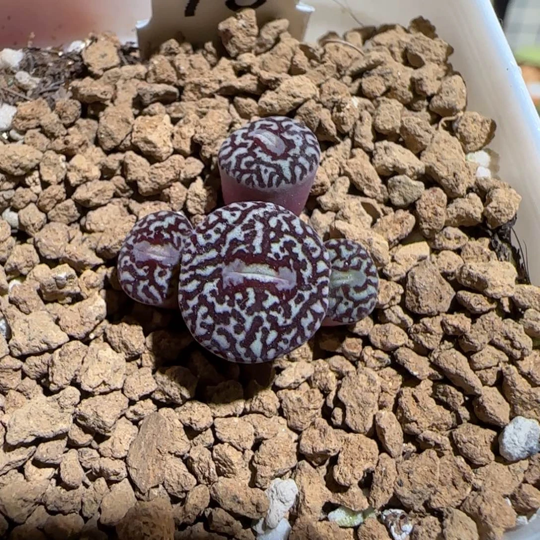 肉锥多肉植物组合-墨1579