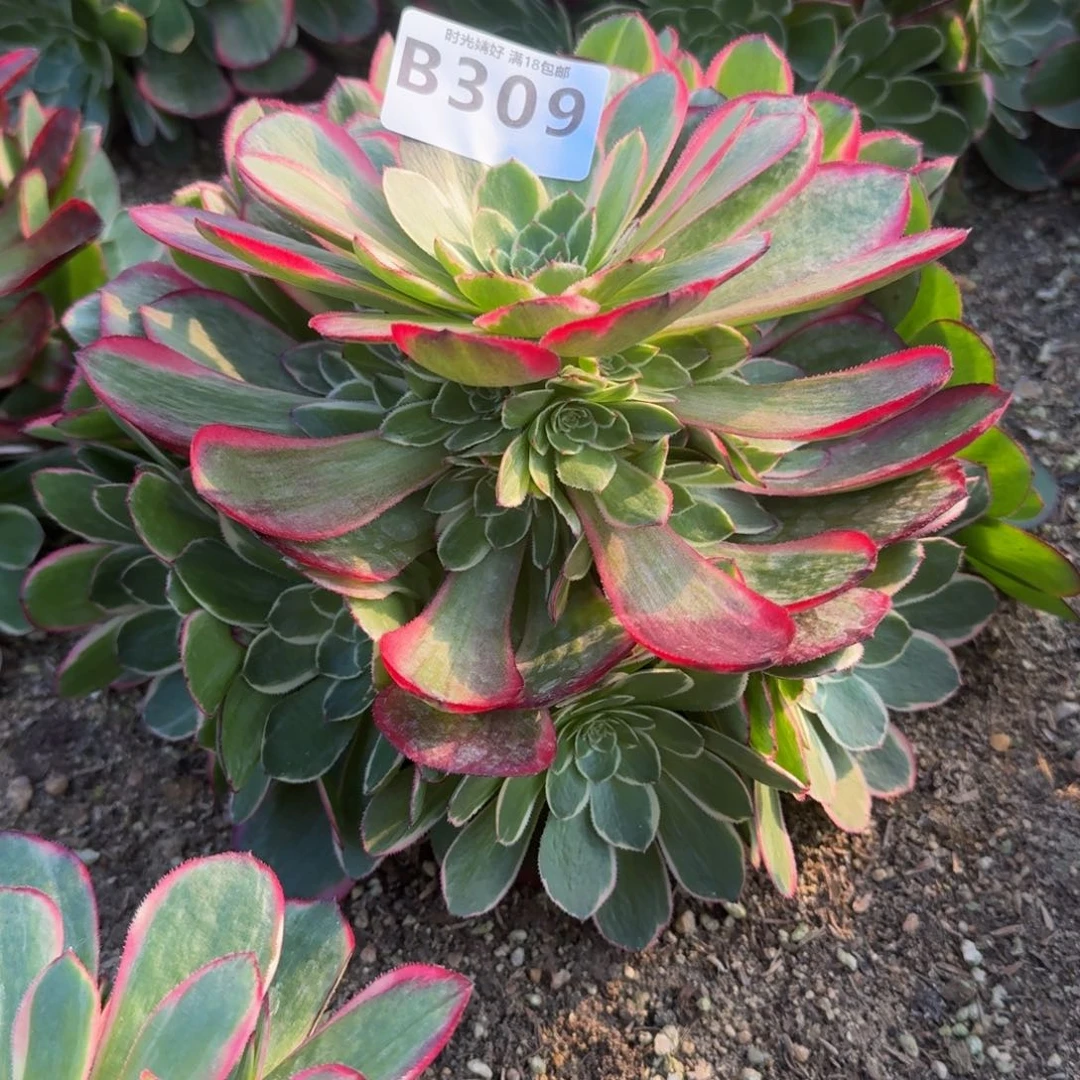 309粉花妖。多肉植物