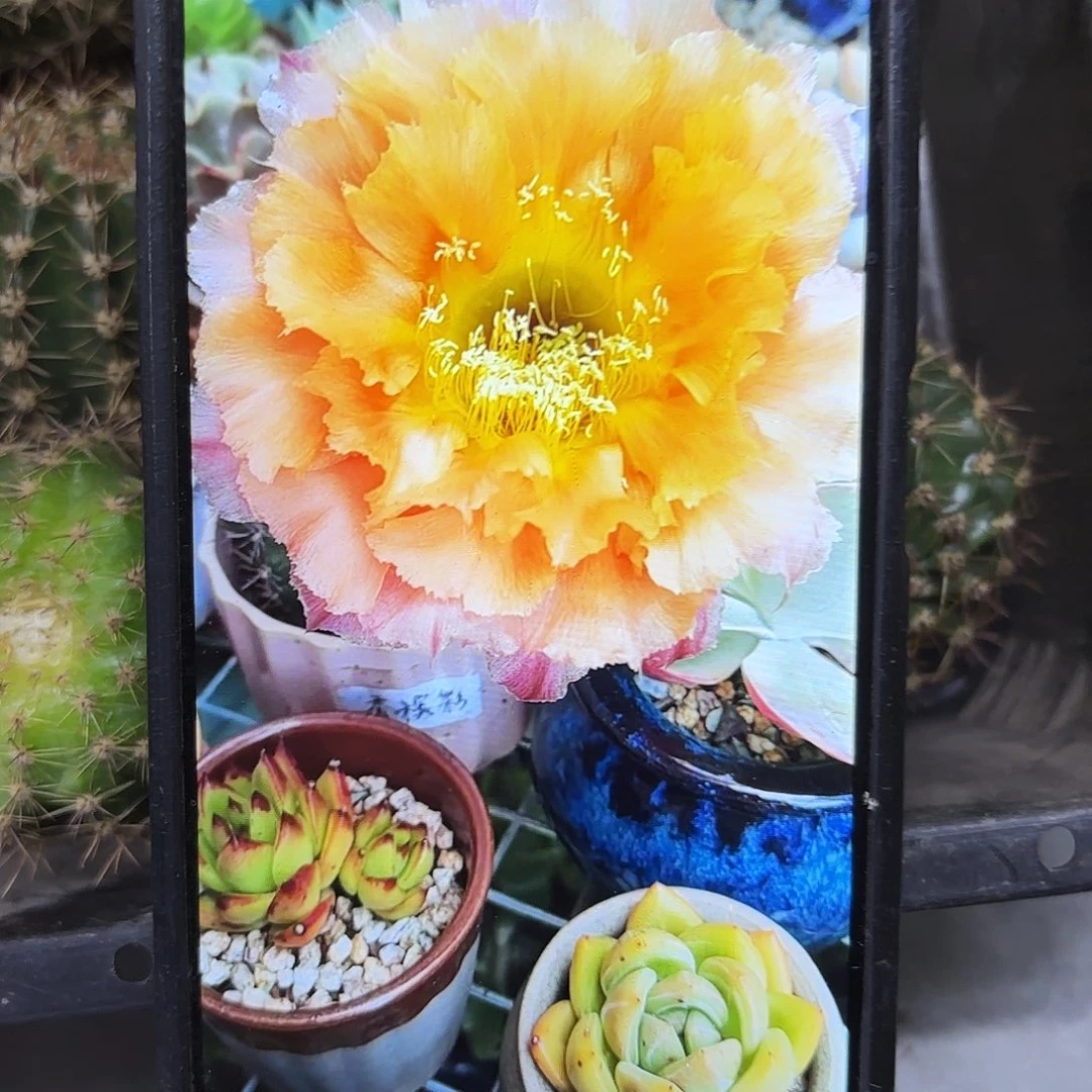 香槟彩侧牙20包邮38