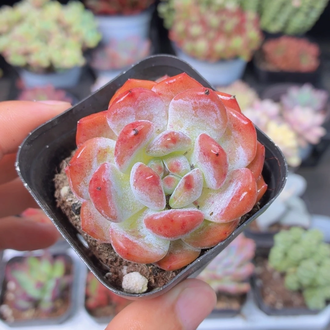 橙梦露多肉9.9包邮发货