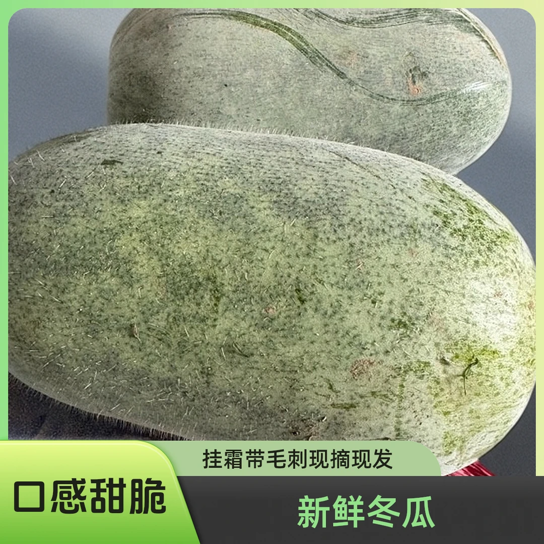 水果小冬瓜新鲜冬瓜挂霜冬瓜白冬瓜翠玉嫩冬瓜