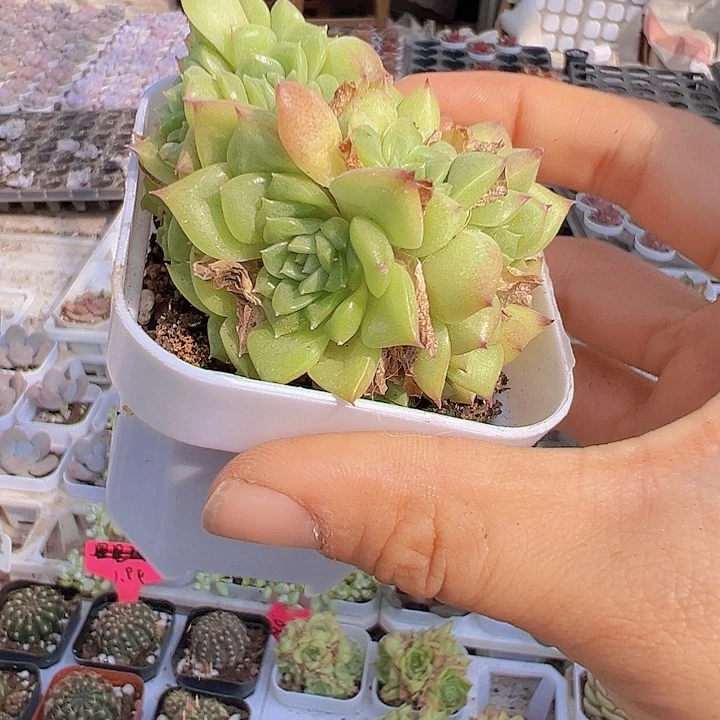 大麦杆19包邮多肉植物