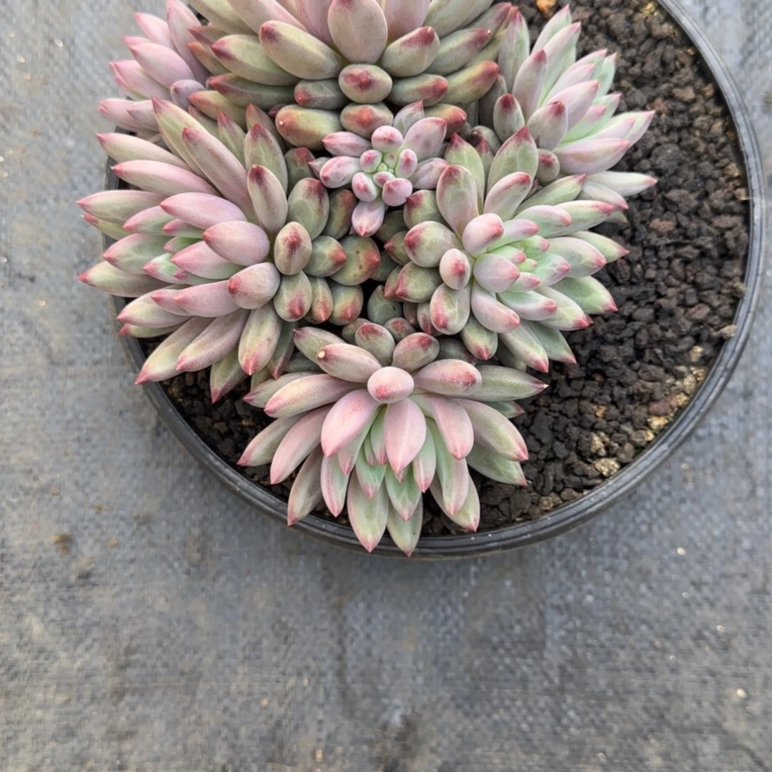 虞美人多肉植物一物一拍