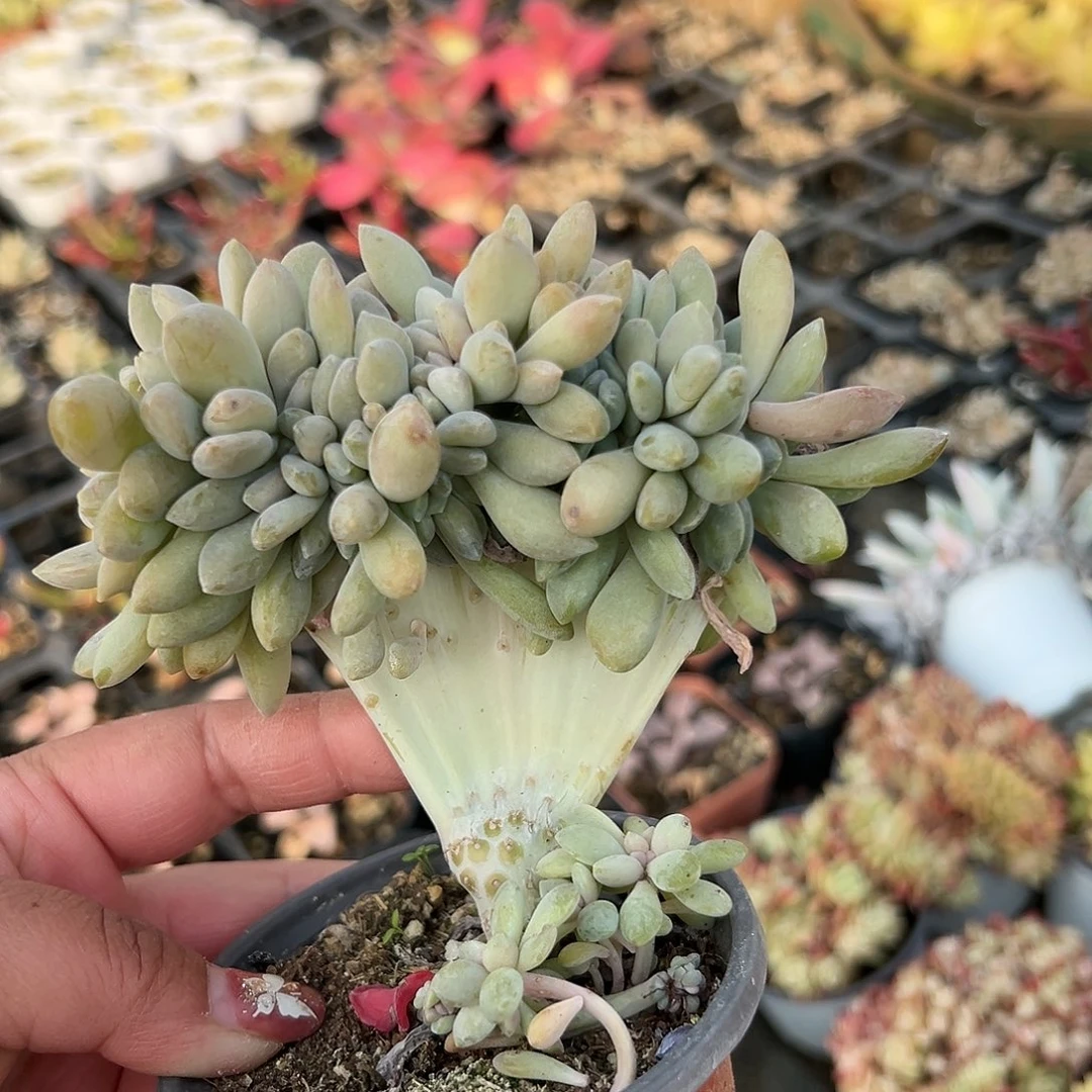 多肉植物醉美人缀化