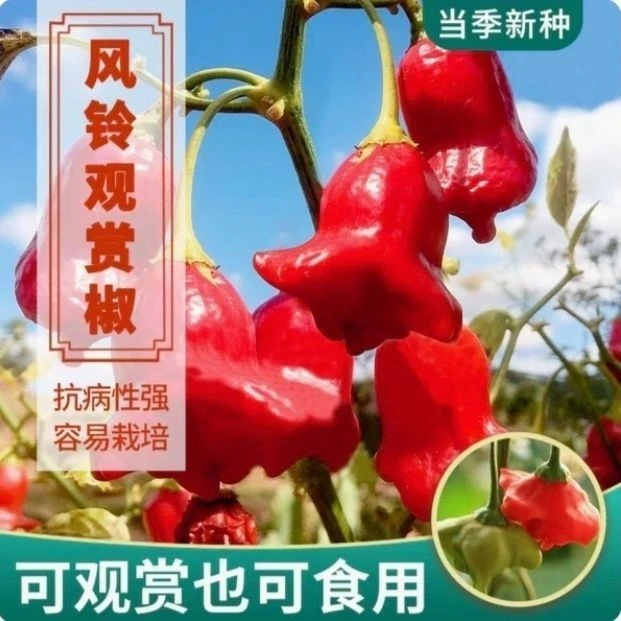 风铃小辣椒种子早熟观赏椒灯笼椒菜种籽春四季播阳台盆栽蔬菜种孑