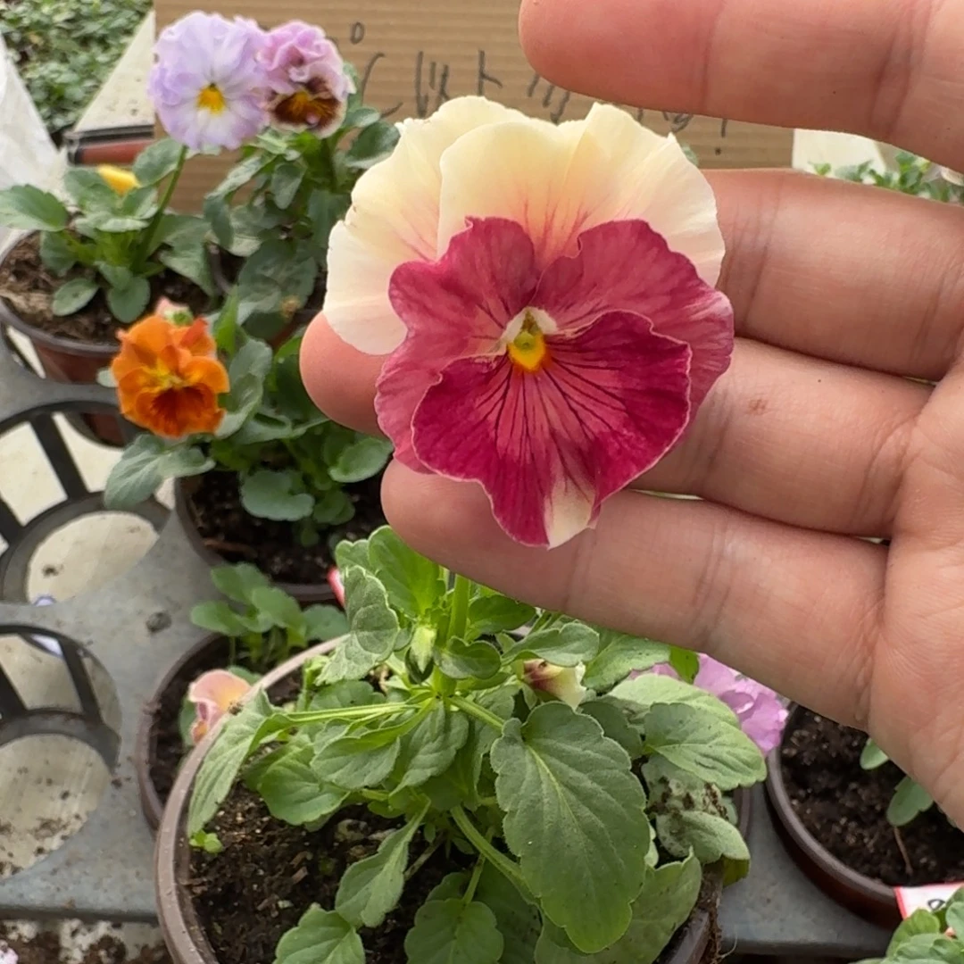 大部分花苞少量开放18