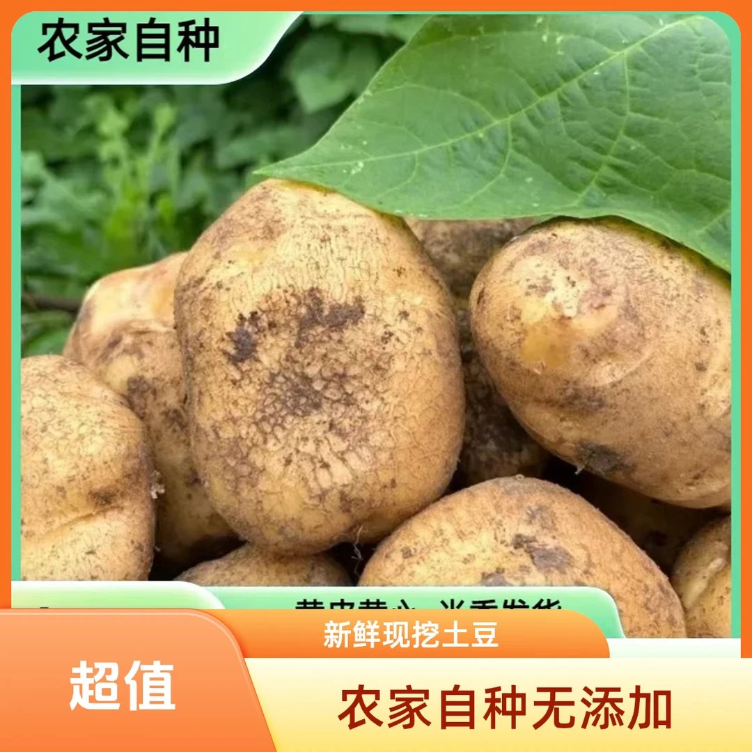 贵州威宁老品种本地米拉洋芋土豆农家肥种植当季蔬菜烤洋芋特色