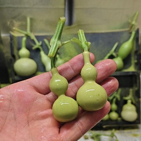 爱***.天津嘴儿咕噜咕噜