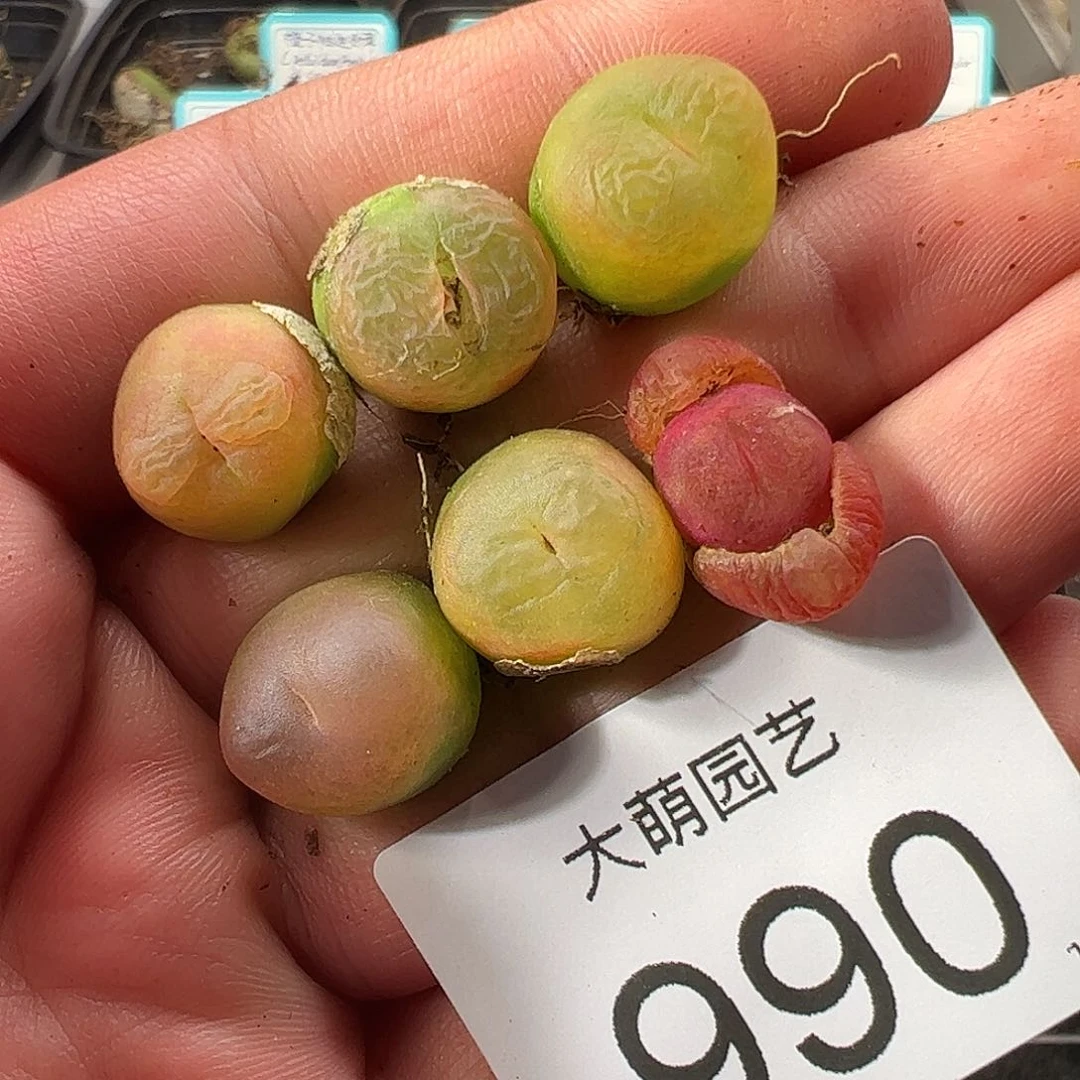0000990量拍1430.5水蜜桃6颗