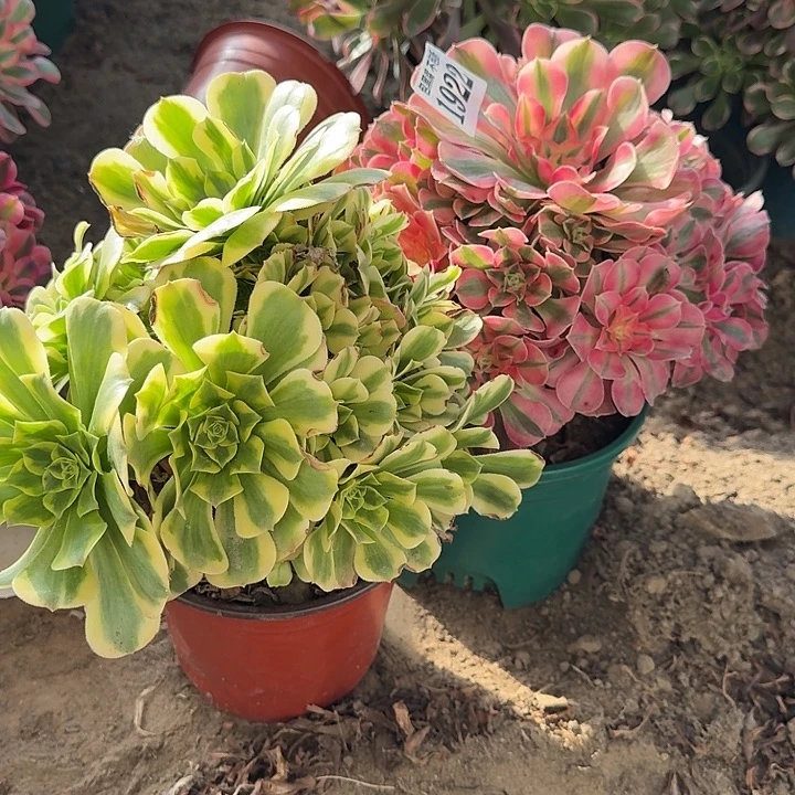 18-39法师金丝翡翠 女巫1922