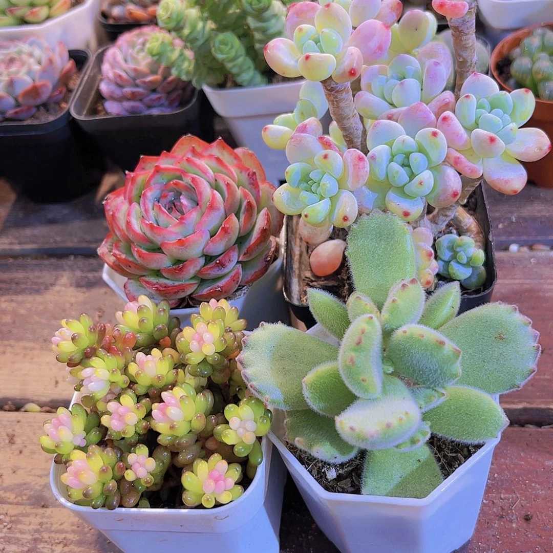 如图4盆11111111111111111