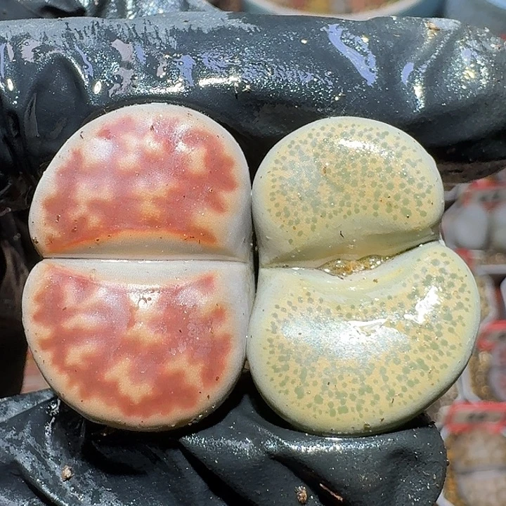 生石花1122222。  310