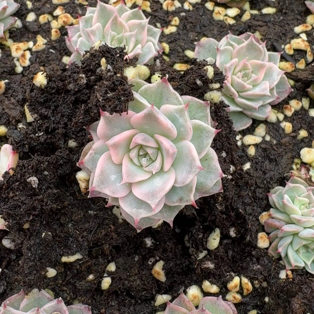 原始海宾格瑞富轮18-117量拍一颗