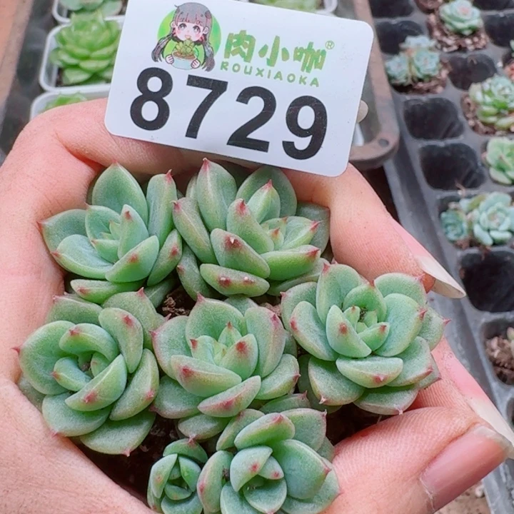 多肉植物多肉植物