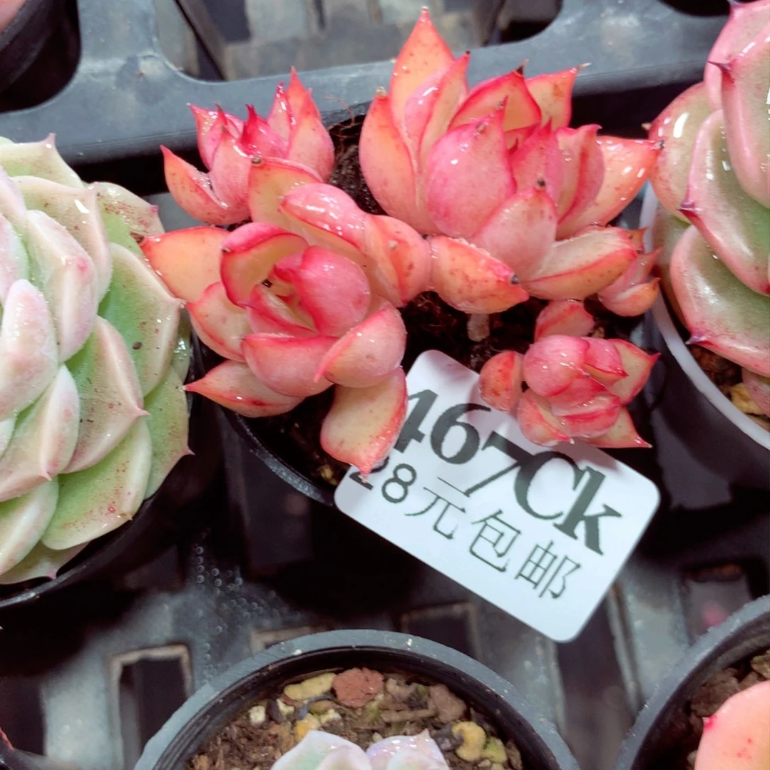 5厘米盆精控多肉467