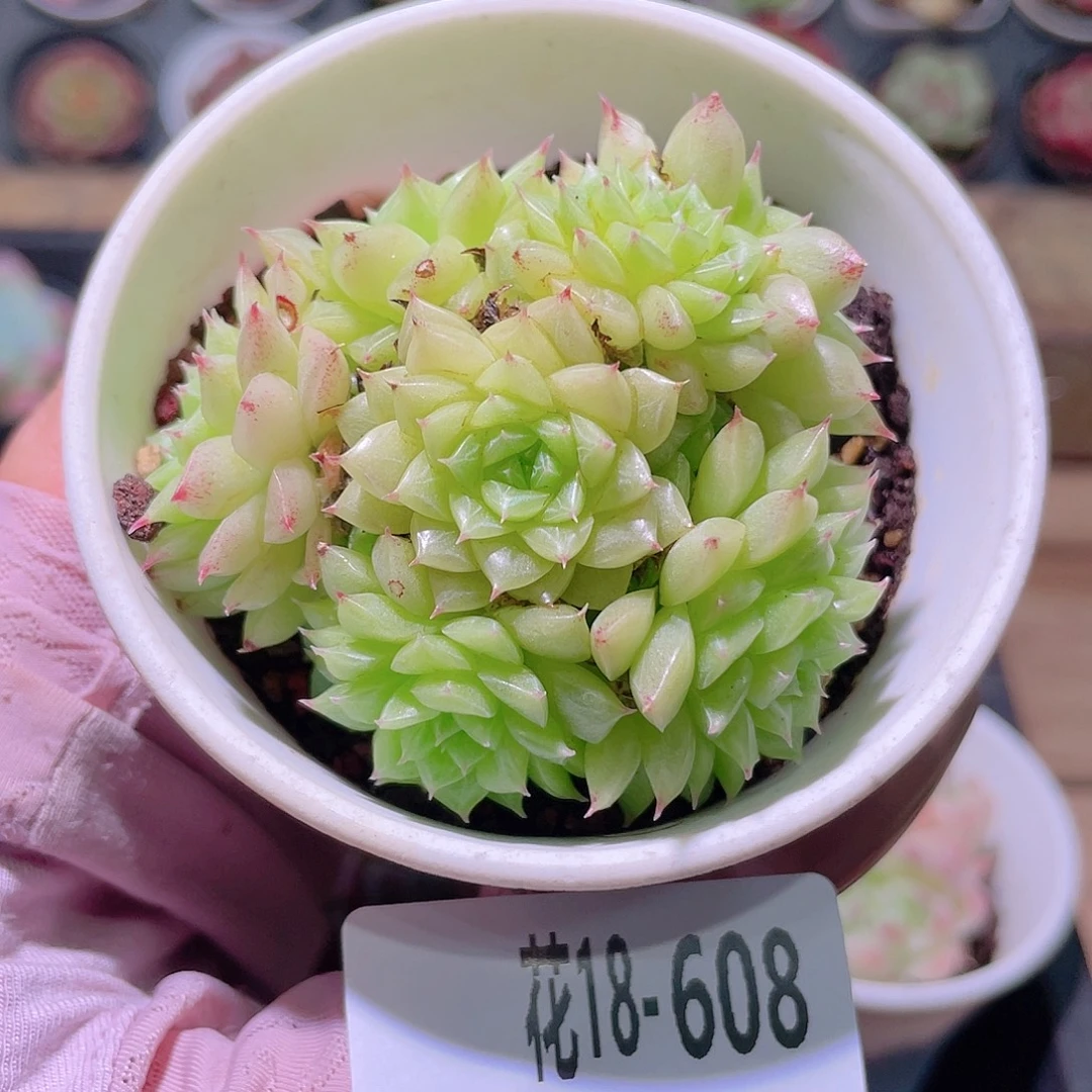 花利美18-608麦秆