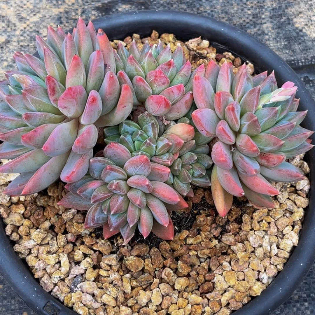 1124号上午多肉植物群生多肉