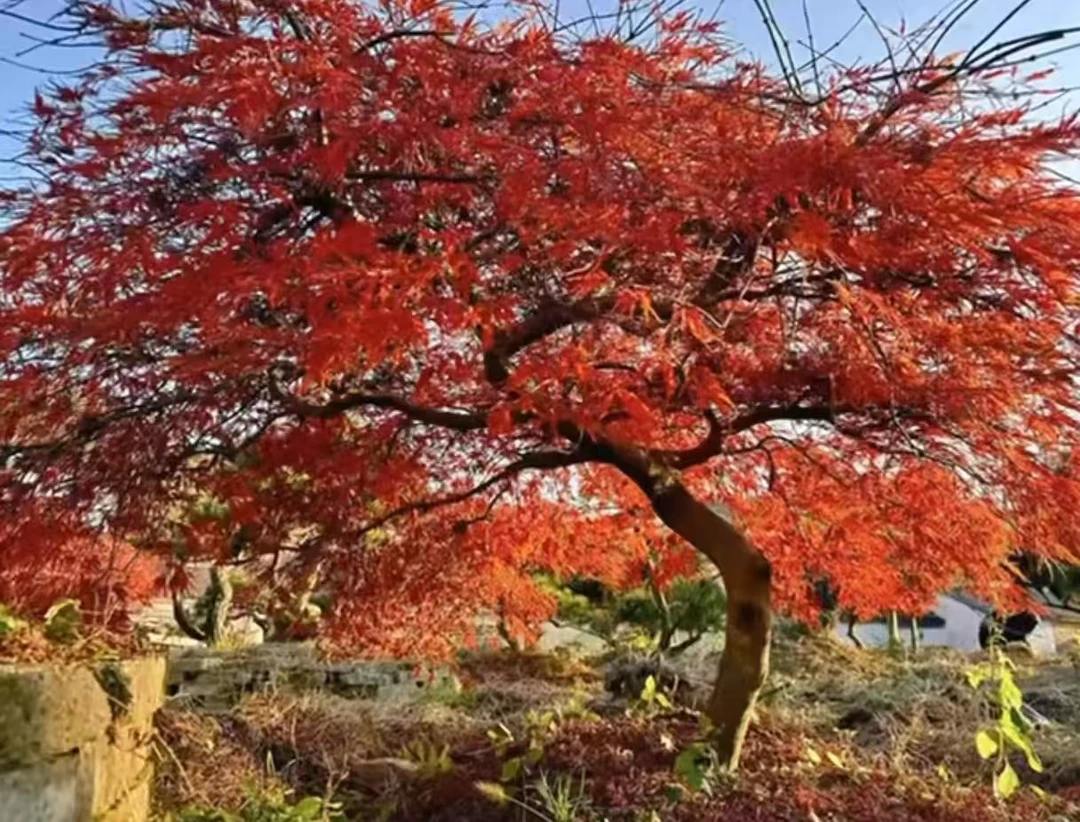 精品羽毛枫稻叶原生