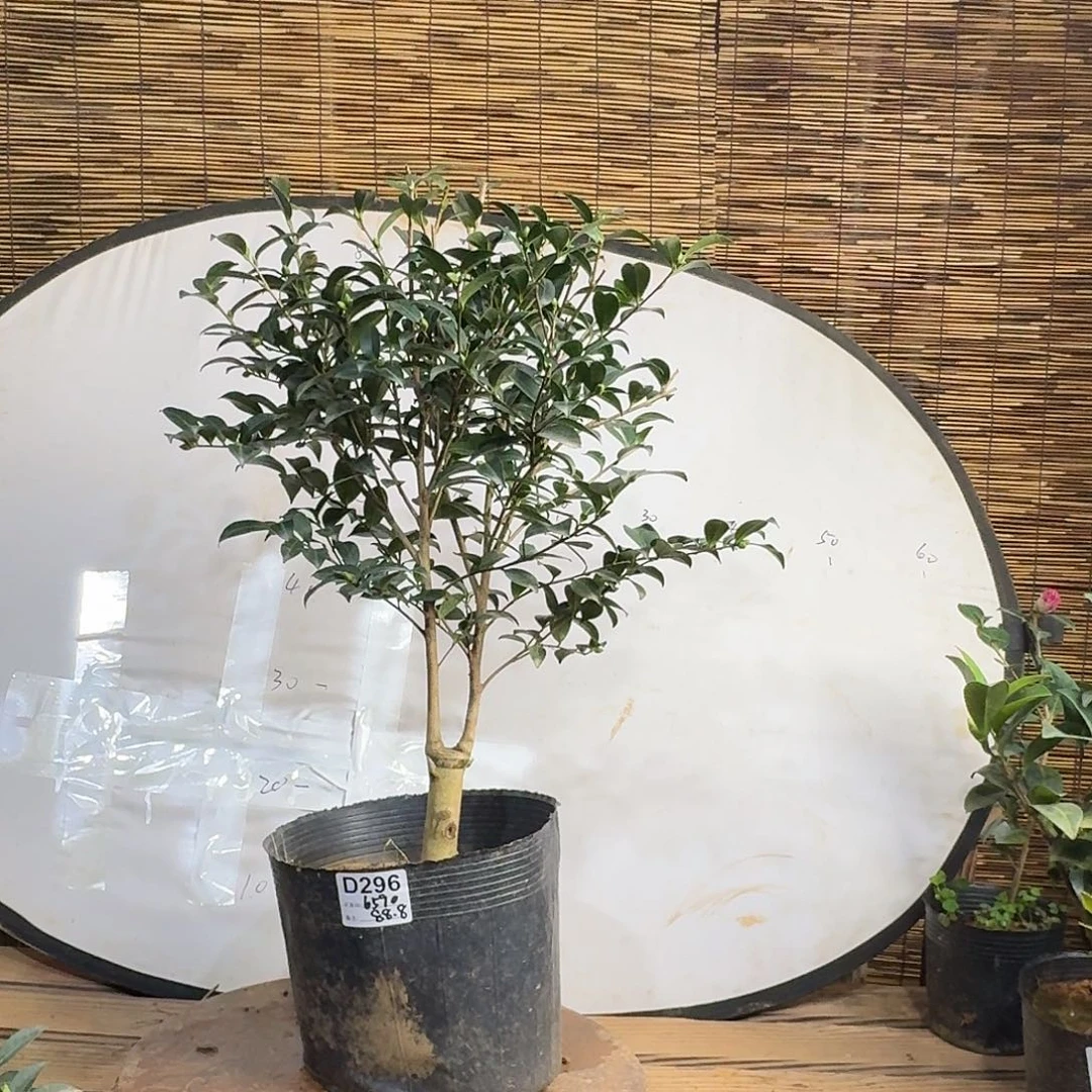 全部花朵英八80.6590