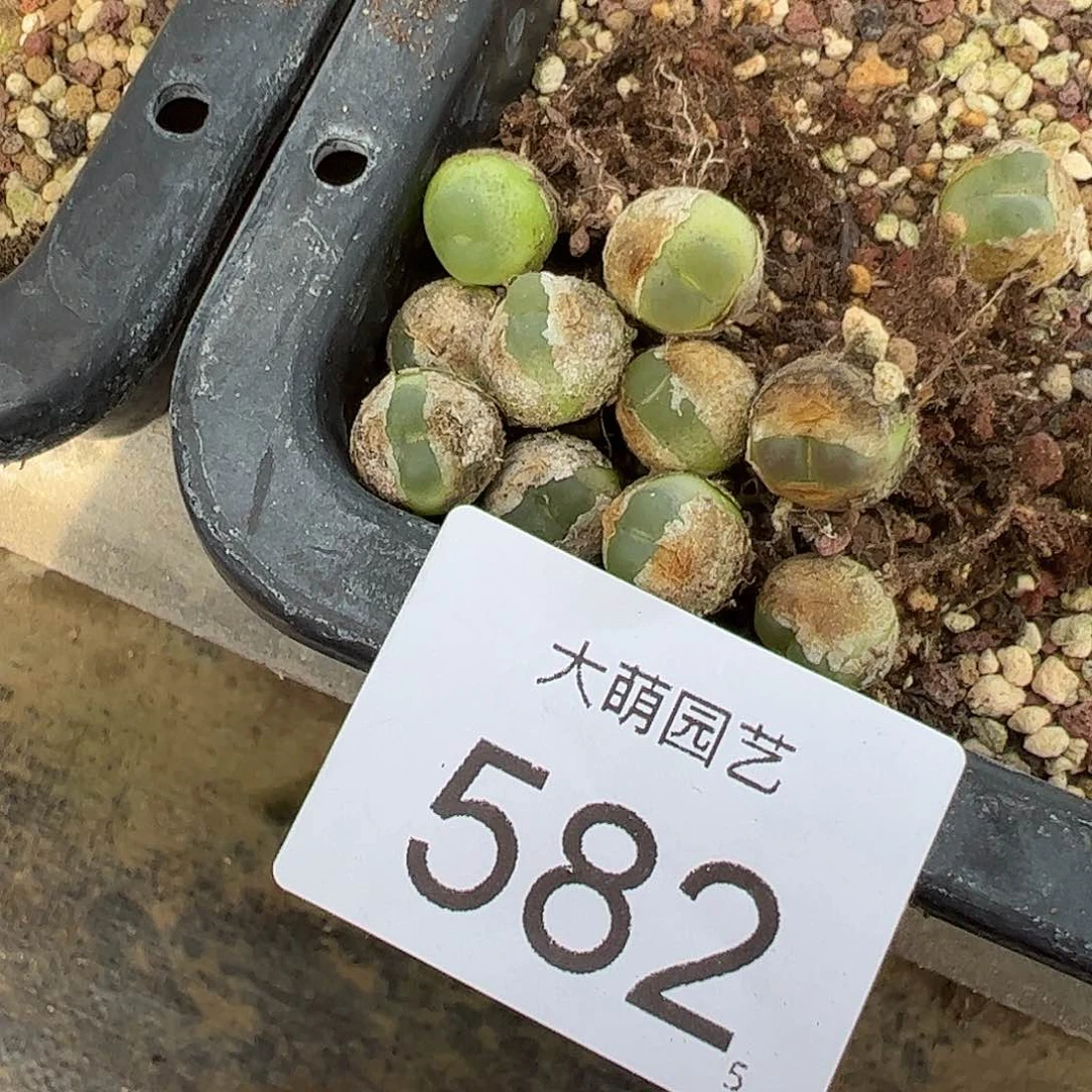 0000582量拍以下1颗4年拉登