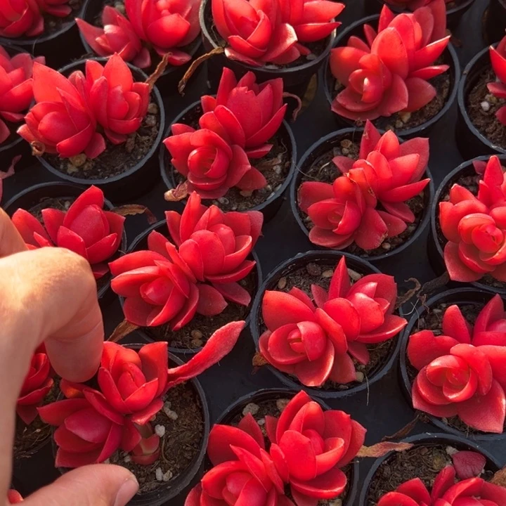 火祭双头一颗量拍多肉满20包邮