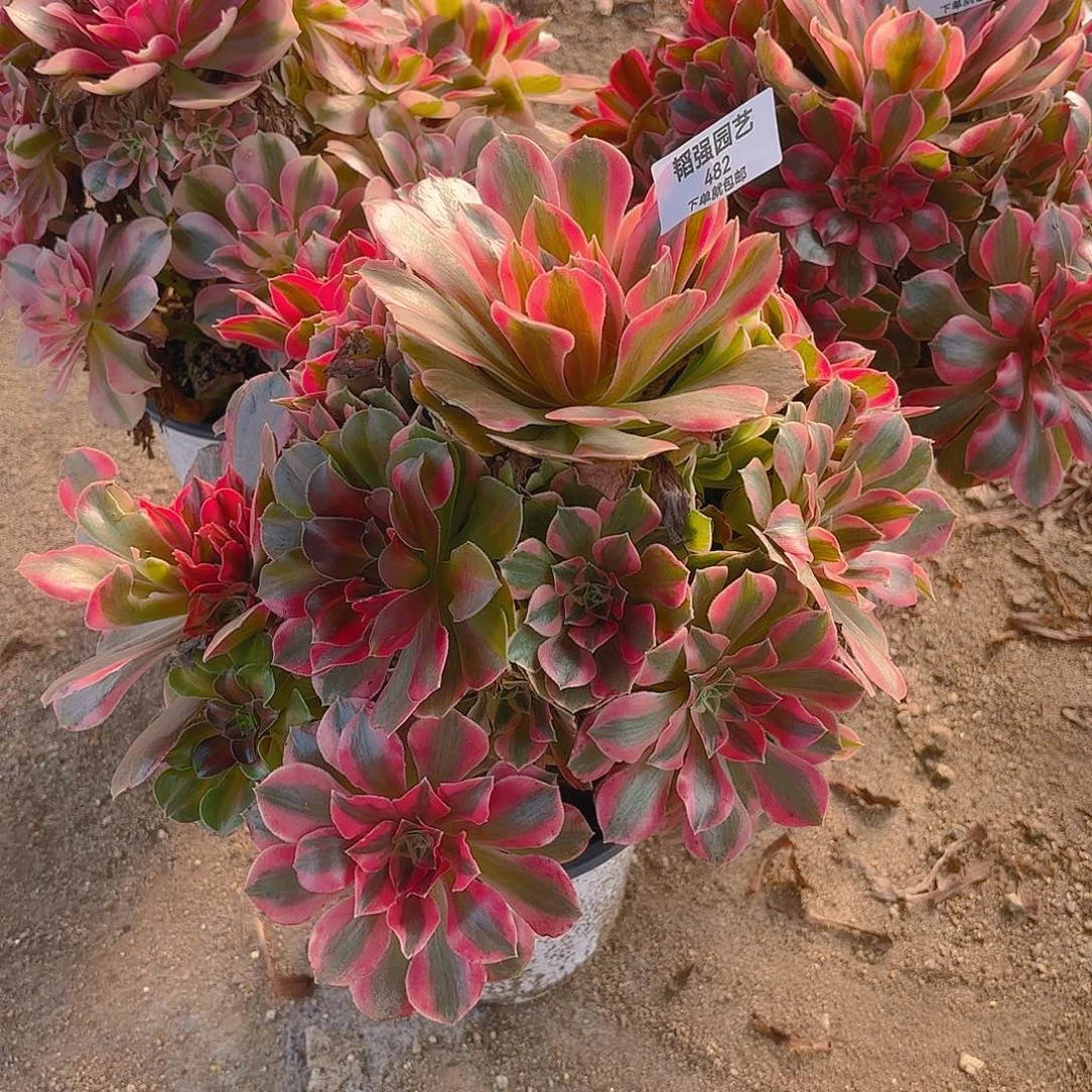 向***放女妖女巫多肉植物482--83-84