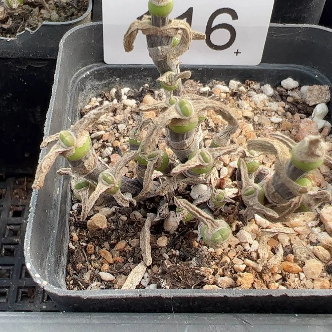 一物一拍脱土发。   116