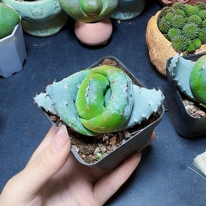 元宝芦荟裸根一颗福利