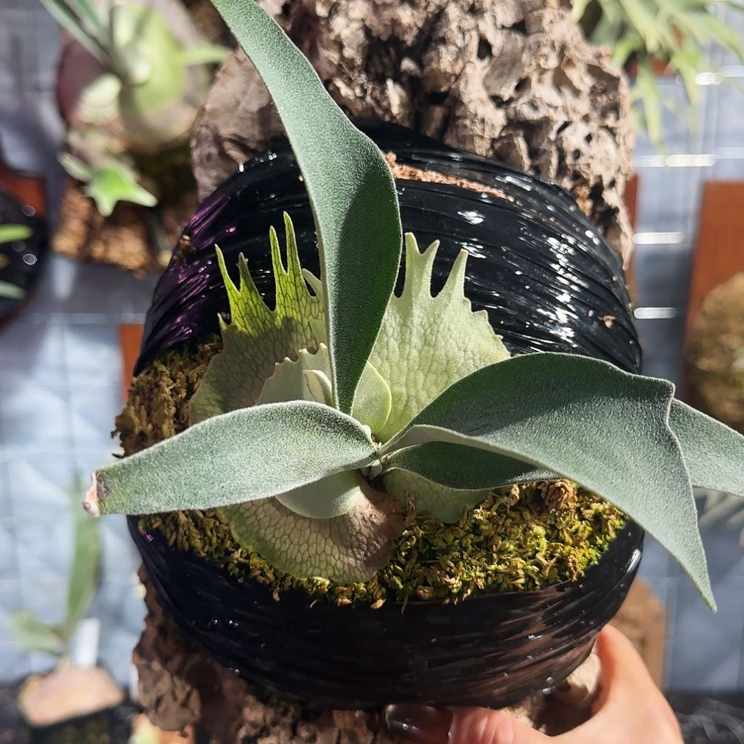 完全开放鹿王Ar孢播