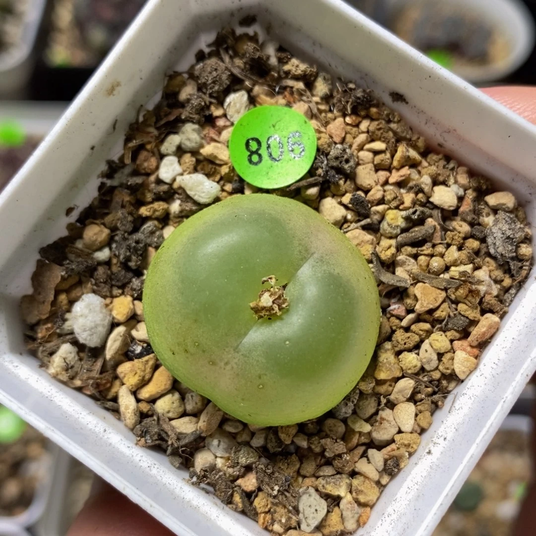 拉登2.5+瑕疵多肉植物908