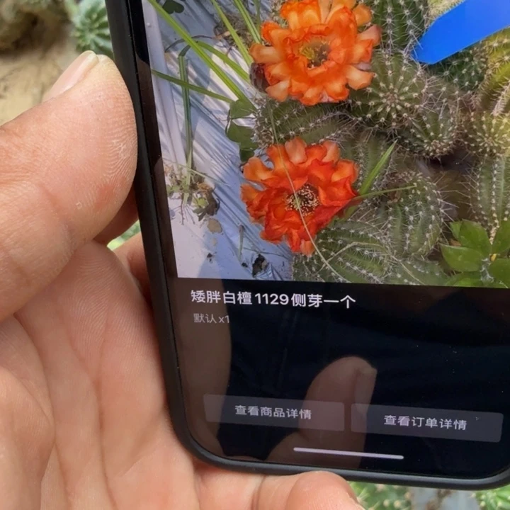 ****ɞ白檀侧芽1129和393侧芽一个