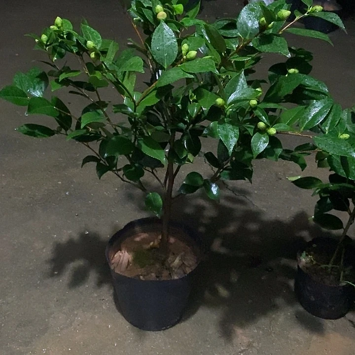 香妃 无花朵少量花苞