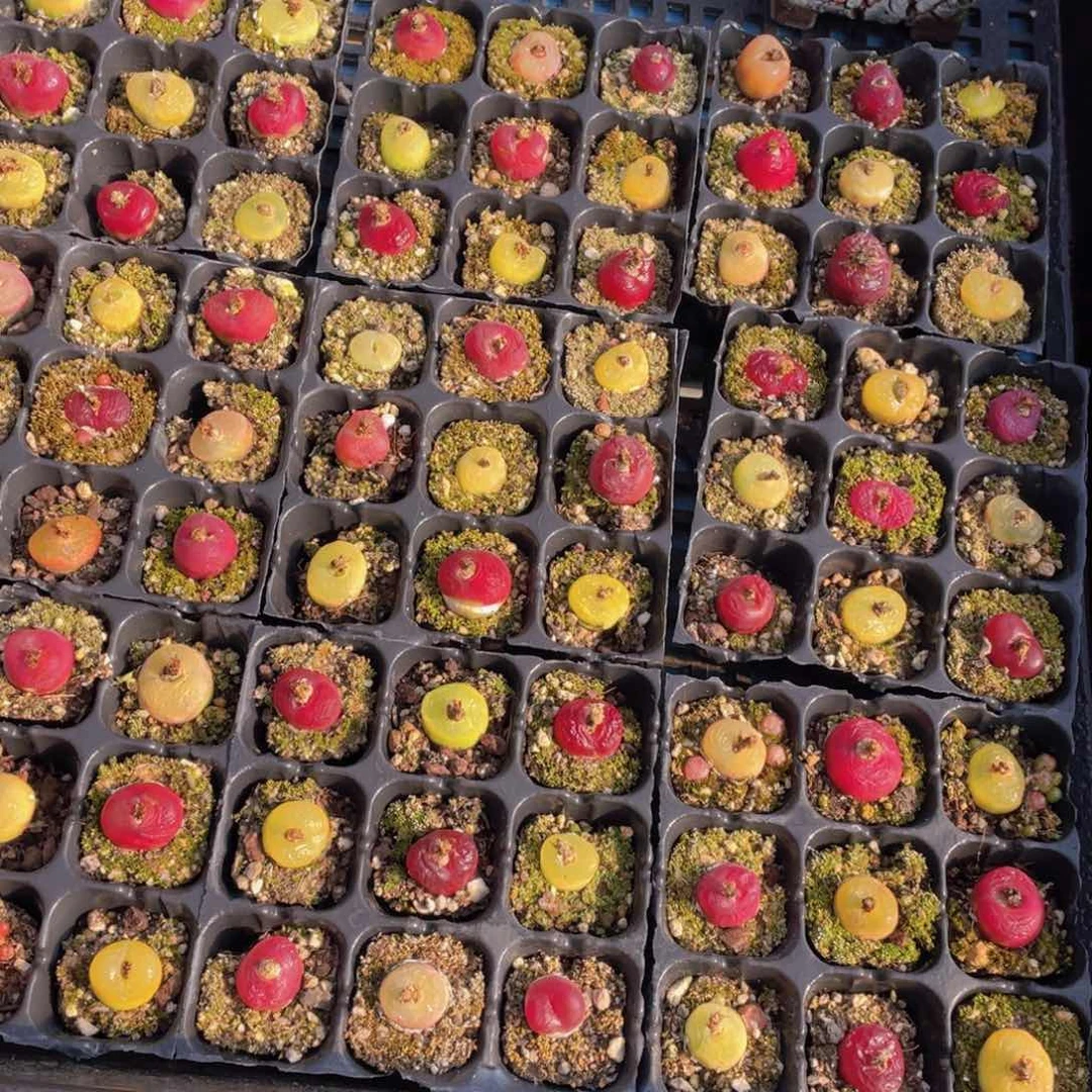 量拍46号 七彩六年毛汉尼组合九个