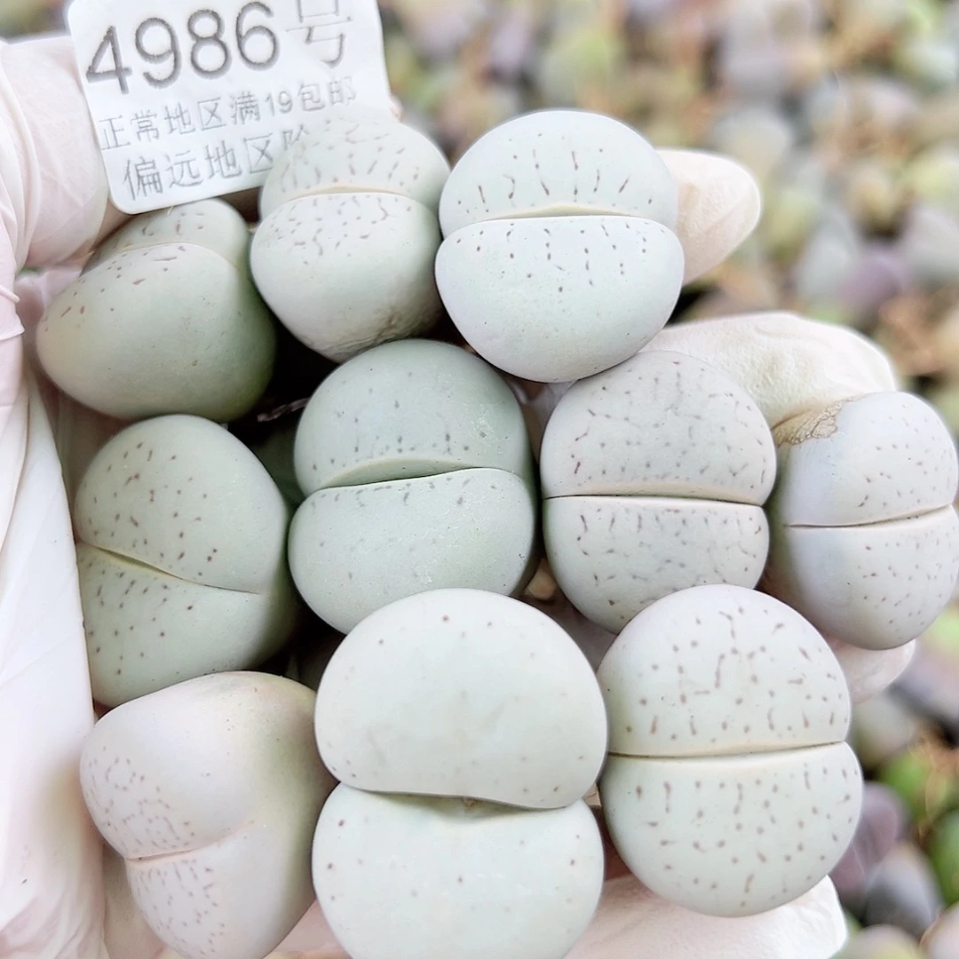 4986四年大白10个2.5-3cm部分侧面老疤特价