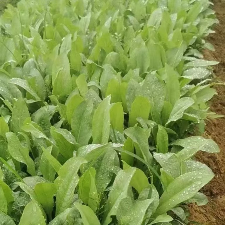 【高州甜麦菜种子】四季种植盆栽地栽阳台小院种植