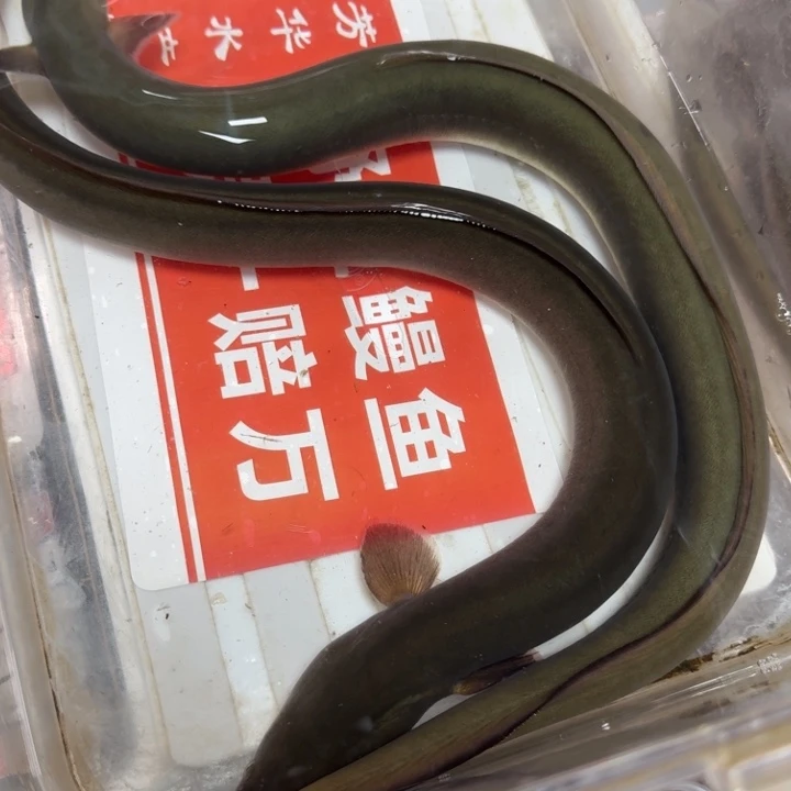 野生鳗鱼包活到家