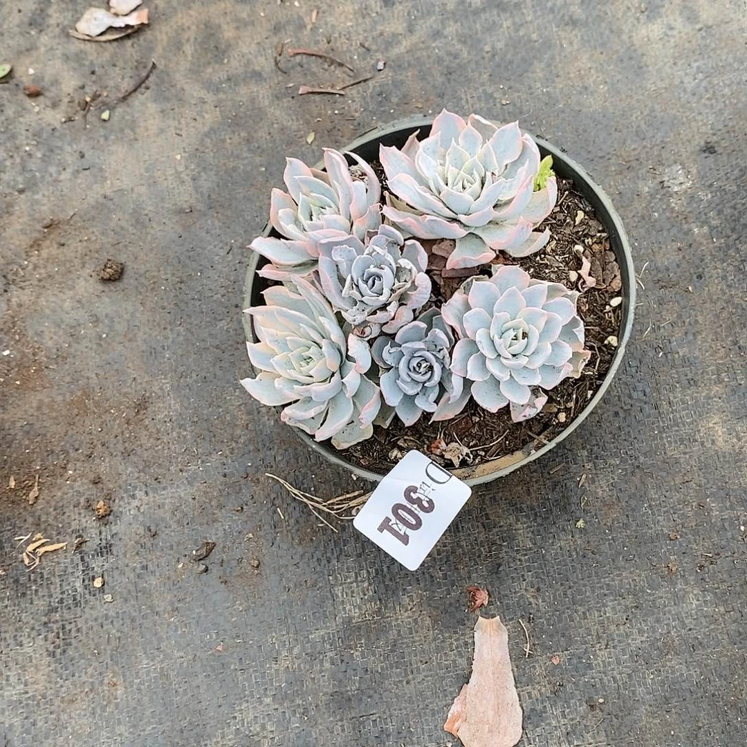 丝*301皮式锦多肉植物