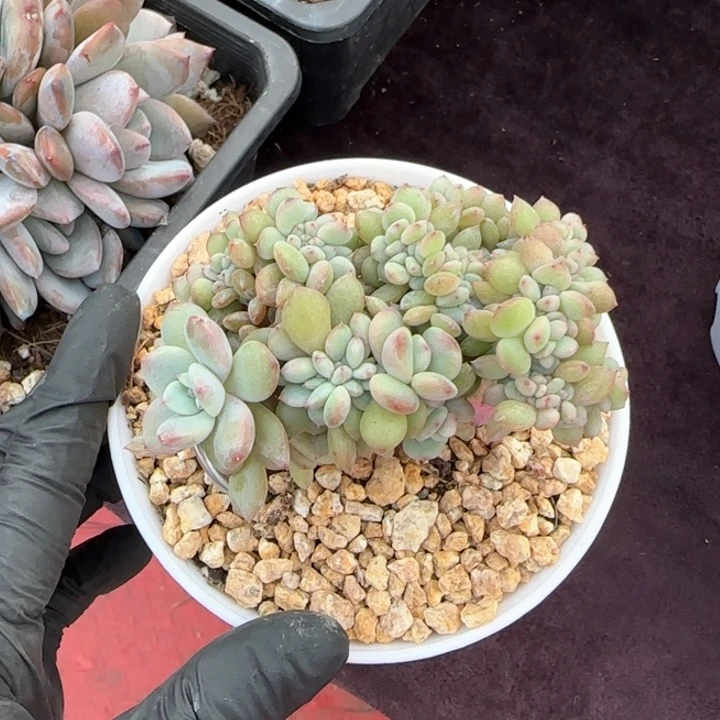 众***妹9厘米左右一物一拍的